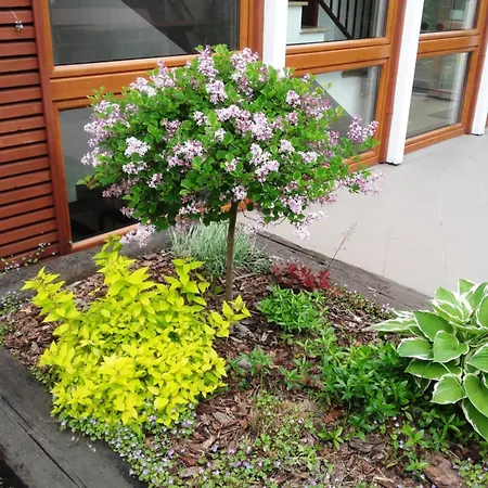 Apartmorze Na Lesnej 公寓 亚斯塔尔尼亚