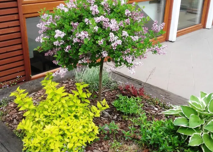 Apartmorze Na Lesnej Apartmán Jastarnia